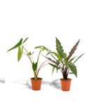 Detailfoto van Alocasia Zebrina