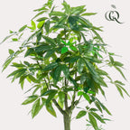 Productafbeelding van Pureplant
