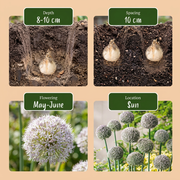 Sierui Allium &