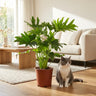 Philodendron Lickety Split