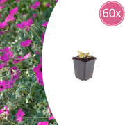 Geranium sang. &