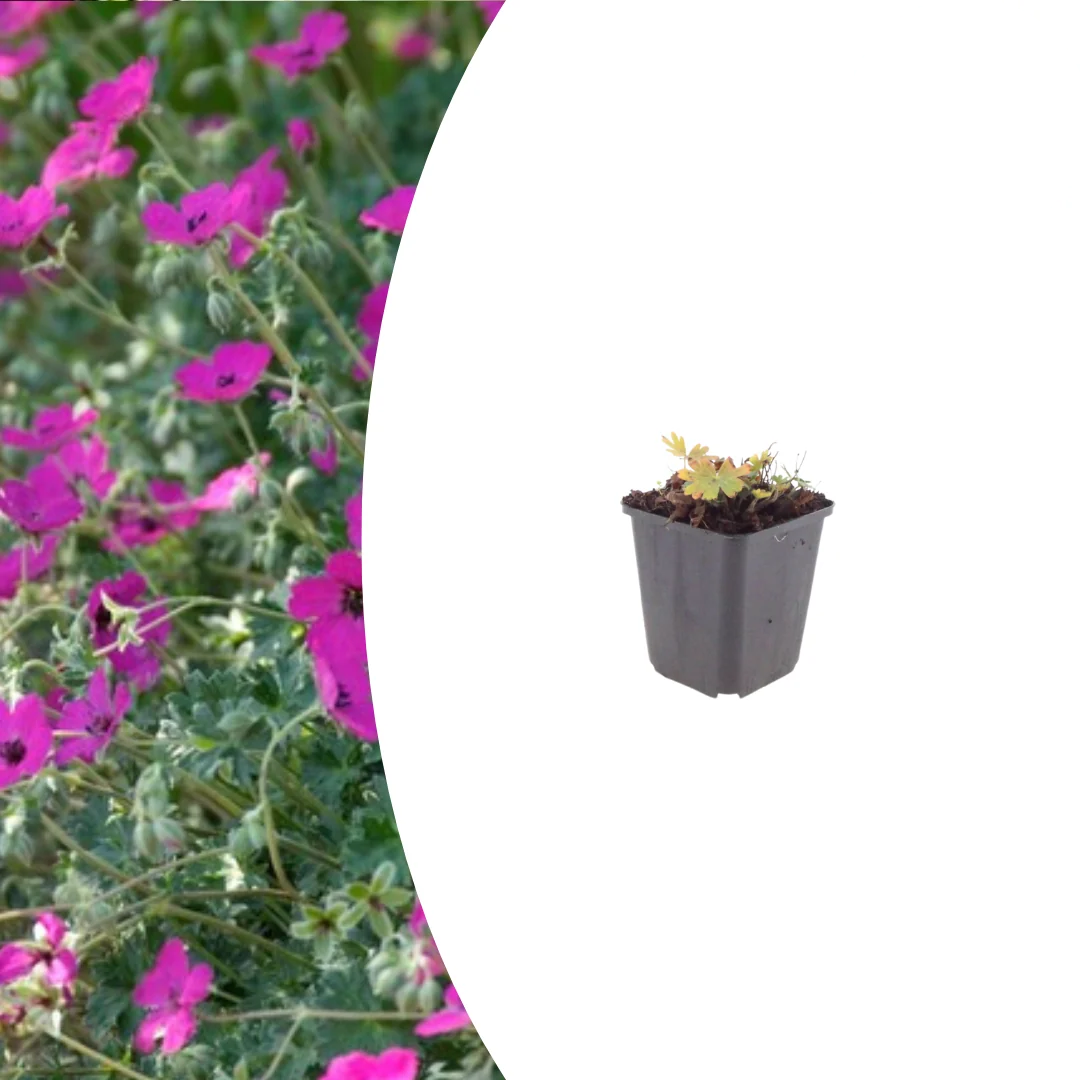 Geranium sang. 'Max Frei', plant in pot