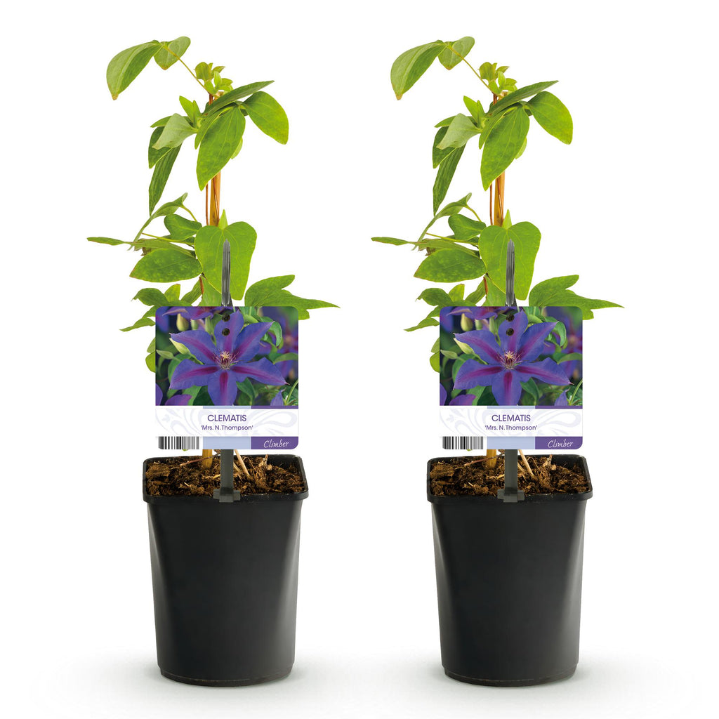 Productafbeelding van Pureplant