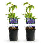 Productafbeelding van Pureplant