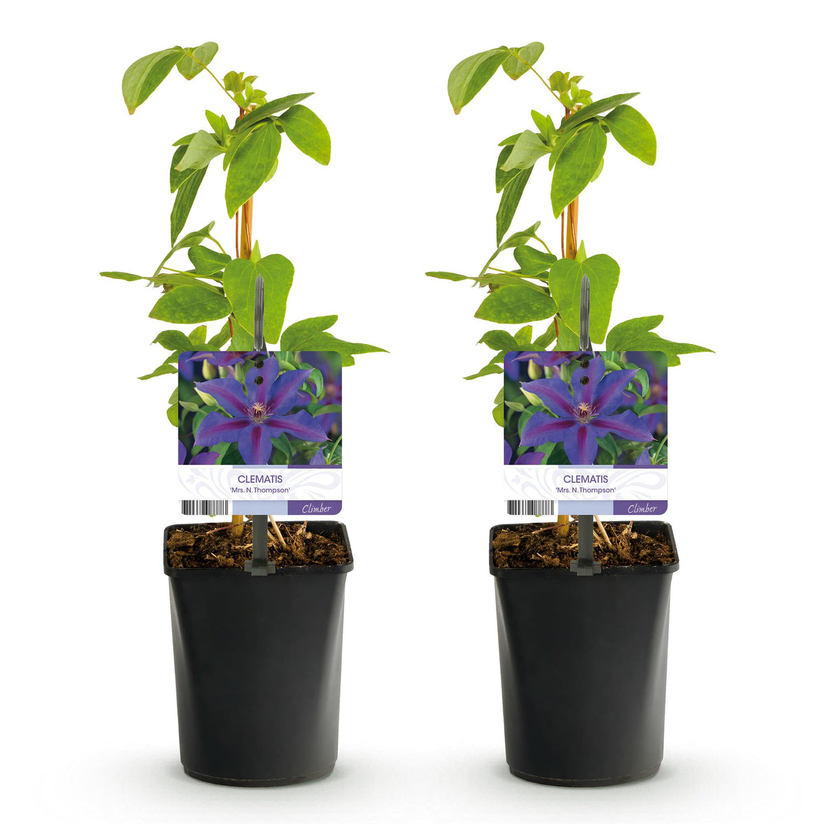 Productafbeelding van Pureplant