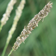 Sesleria autumnalis