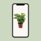 Productafbeelding van Pureplant