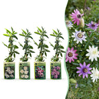 Passiflora rainbow mix, passiebloem in vier kleuren, plant in pot