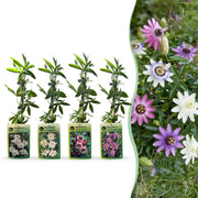 12x Passiflora Regenboog - Passiflora Rainbow - Wit - Paars - Roze - Paars - Klimplant - Ø9cm - ↕35cm