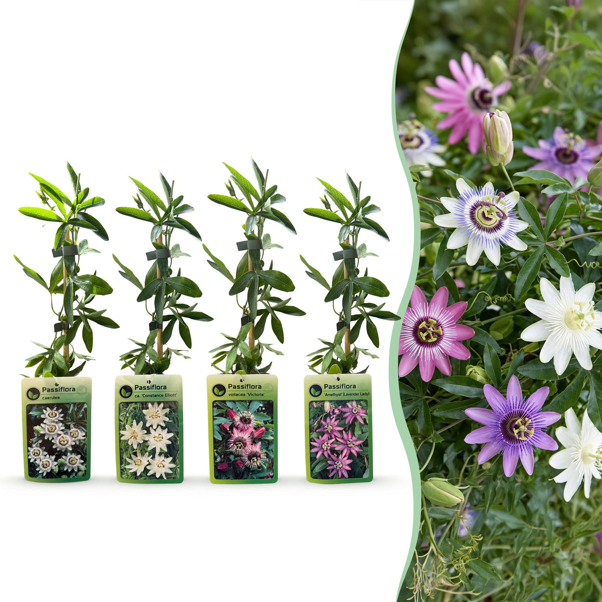 Passiflora rainbow mix, passiebloem in vier kleuren, plant in pot