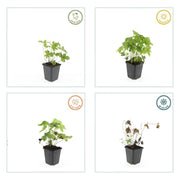 Geranium nodosum