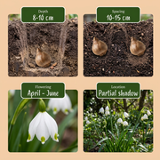 Zomerklokje Leucojum aestivum bloembollen, wit, foto 4