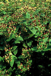 Hypericum inodorum &
