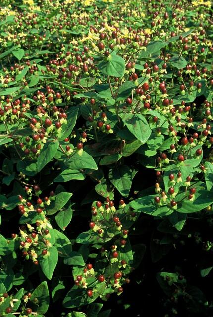 Hypericum inodorum 'Beauty', groene bladeren