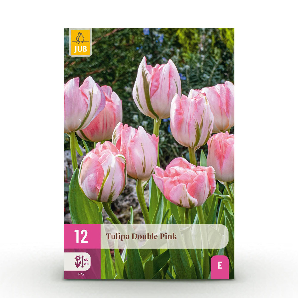 Tulp Double Pink, detail van het blad