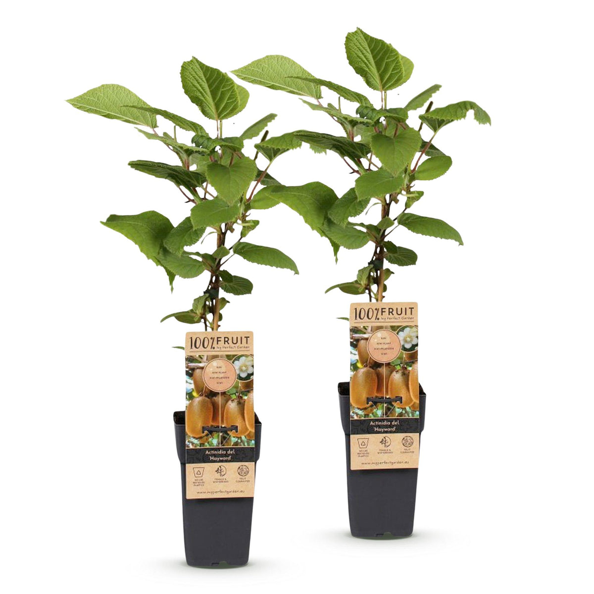 Kiwiplant Hayward, fruitgewas voor de tuin, detail van het blad