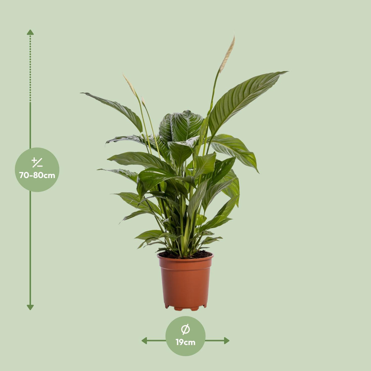 Detailfoto van Spathiphyllum Bingo Cupido