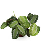 Maranta Fascinator Silverband, groeiwijze van de plant