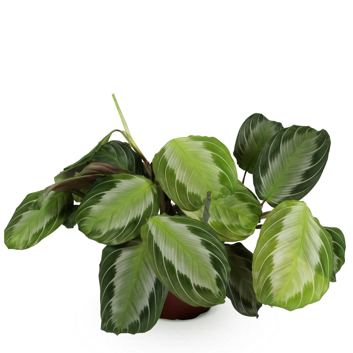 Maranta Fascinator Silverband, groeiwijze van de plant