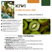 3 x Biologische kiwiplanten