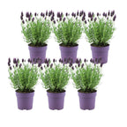 Productafbeelding van Pureplant
