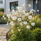 Herfst anemoon hybr. Hon. Jobert, 3x met witte bloemen, kenmerkend blad