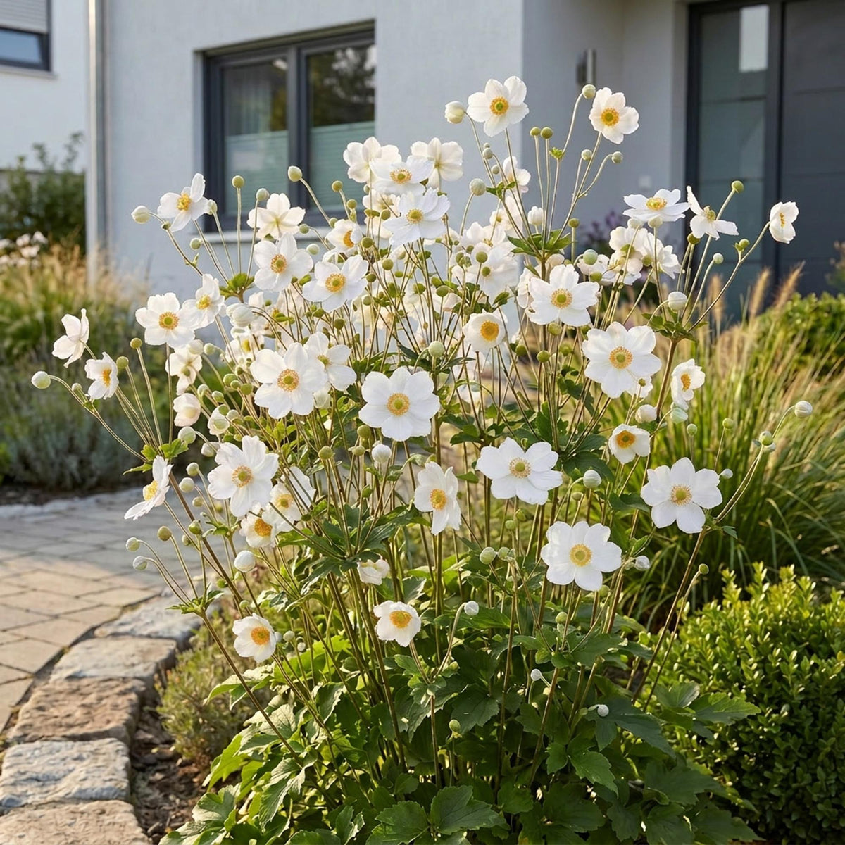 Herfst anemoon hybr. Hon. Jobert, 3x met witte bloemen, kenmerkend blad
