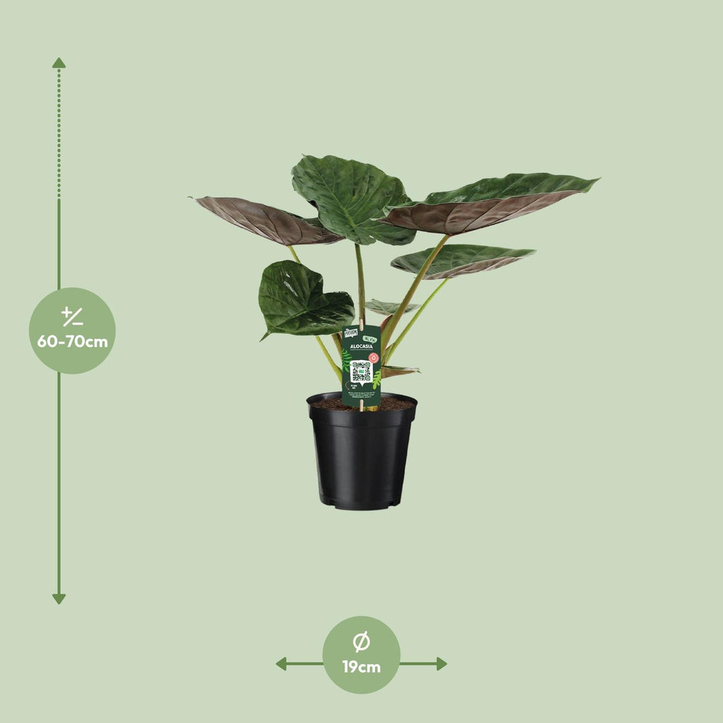Alocasia Wentii - Olifantsoor, sierlijke plant