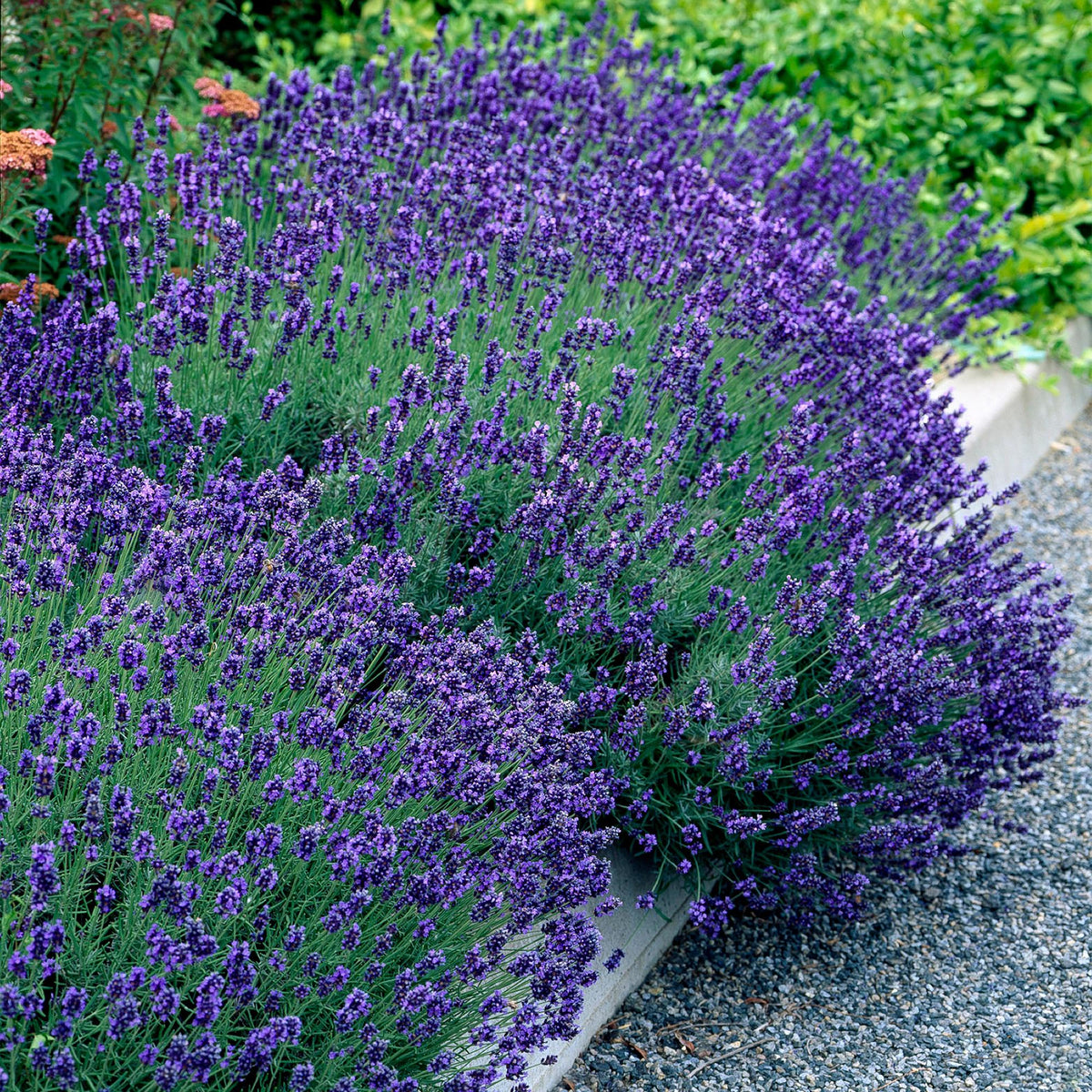 Lavandula angustifolia Hidcote, kenmerkend blad