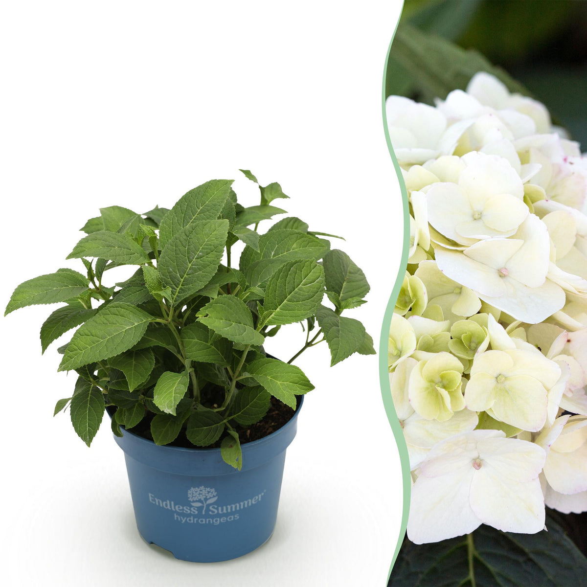 Hortensia Endless Summer The Bride, plant in pot