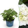 Hortensia Endless Summer The Bride