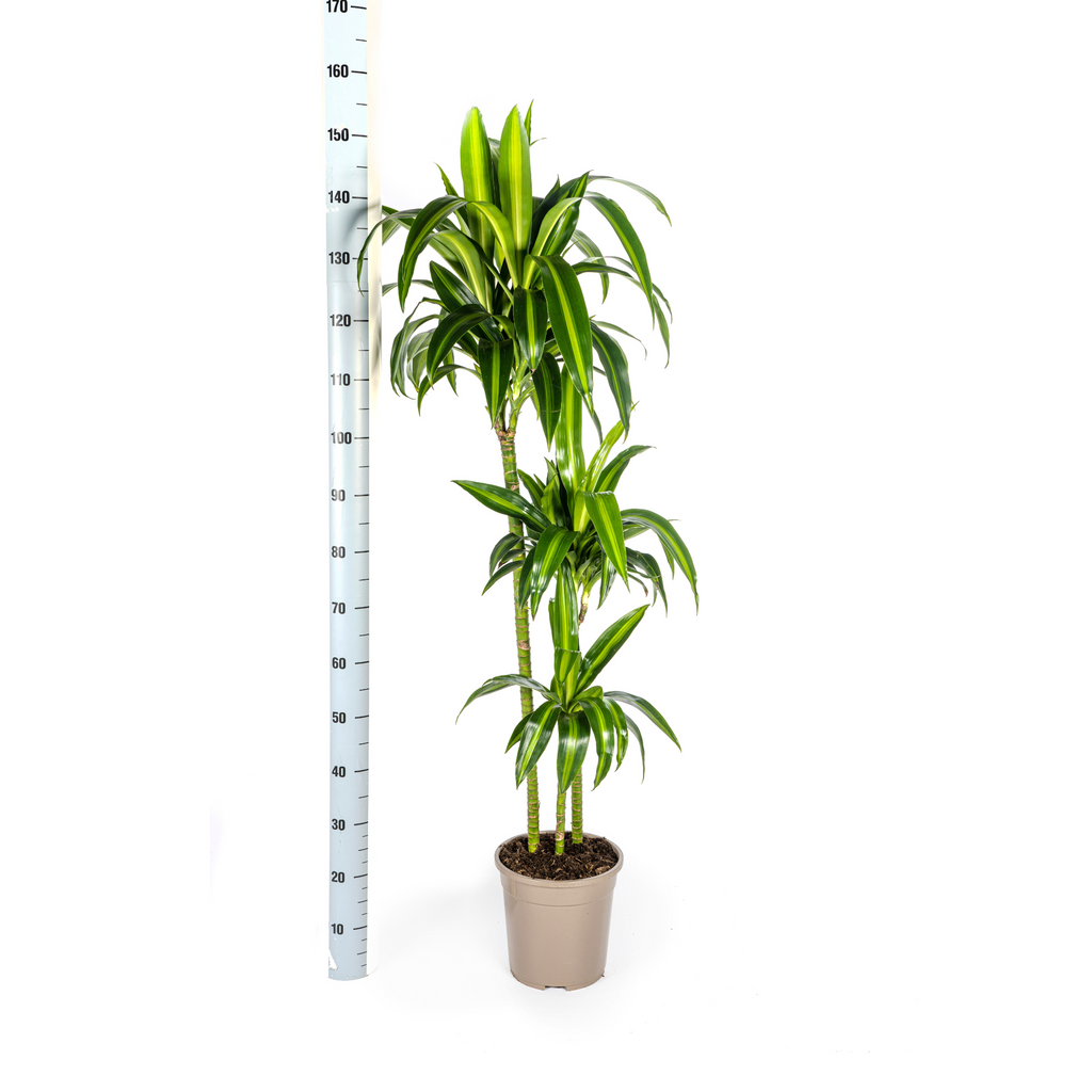 Dracaena Deremensis Hawaiian Sunshine met mand, detail van het blad