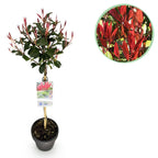 Photinia fraseri Carre Rouge, detail van het blad