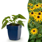 Rudbeckia fulg. Goldsturm - Gele zonnehoed - Geel, plant in pot