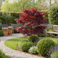 Acer palmatum Atropurpureum, 35 cm hoog, plant in pot