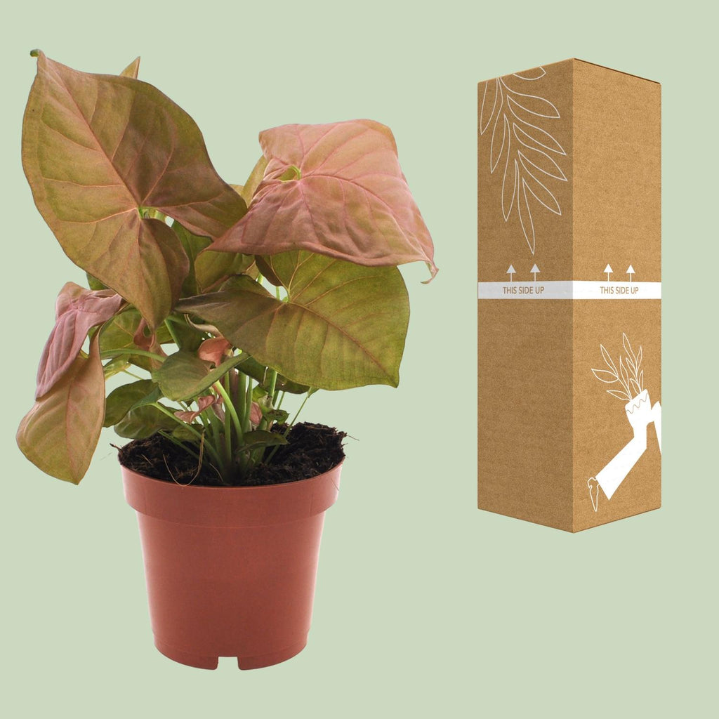 Detailfoto van Syngonium Neon