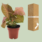 Detailfoto van Syngonium Neon