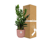 Detailfoto van Zamioculcas in ELHO Vibes Fold 14cm roze