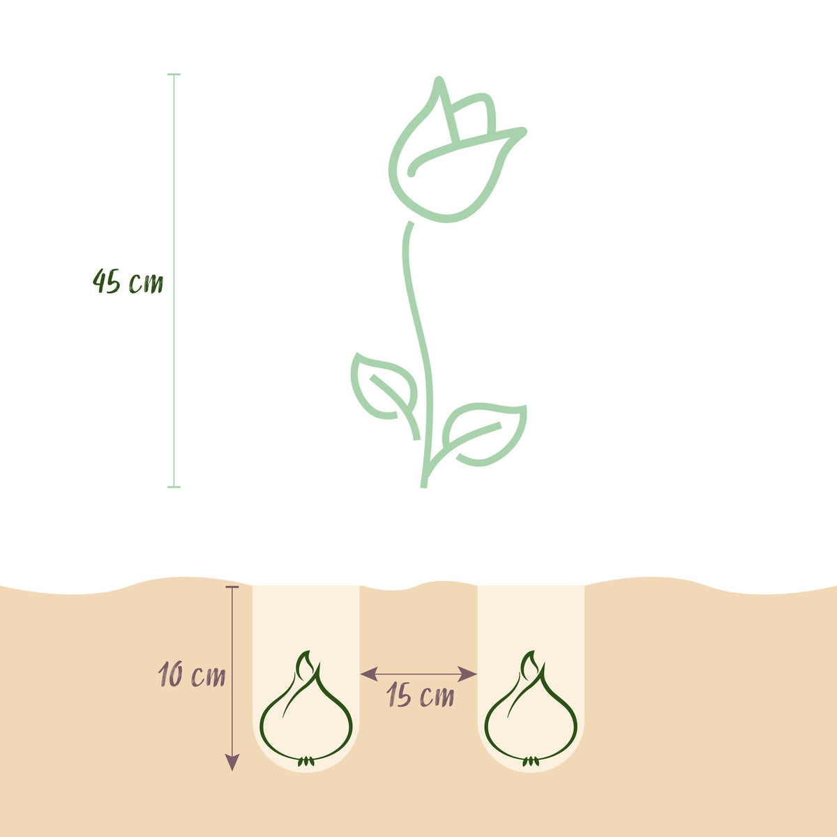 Tulp Double Pink, groene bladeren