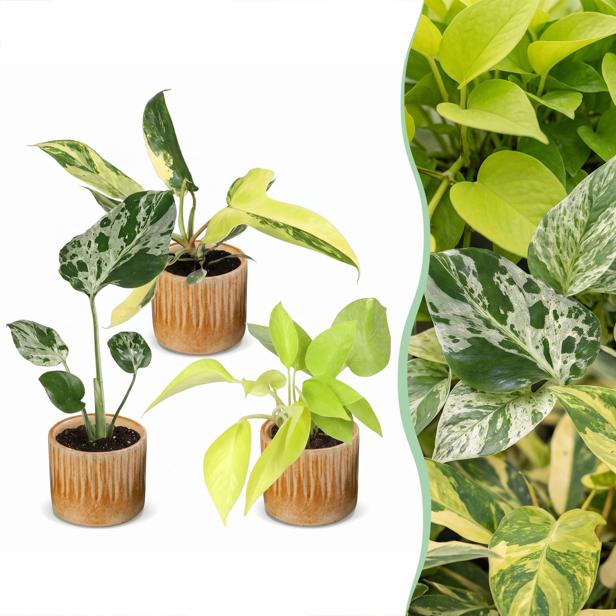3x Baby Tropical Mix voor een tropisch interieur