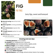 Zoete oogst trio, BIO fruitplanten mix van 3 soorten
