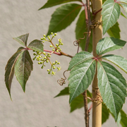 Parthenocissus henryana - Chinese wingerd - set van 2 - Ø9 cm