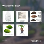 Detailfoto van DIY Planten terrarium tweedelig bolglas - Egg XL Bonsai