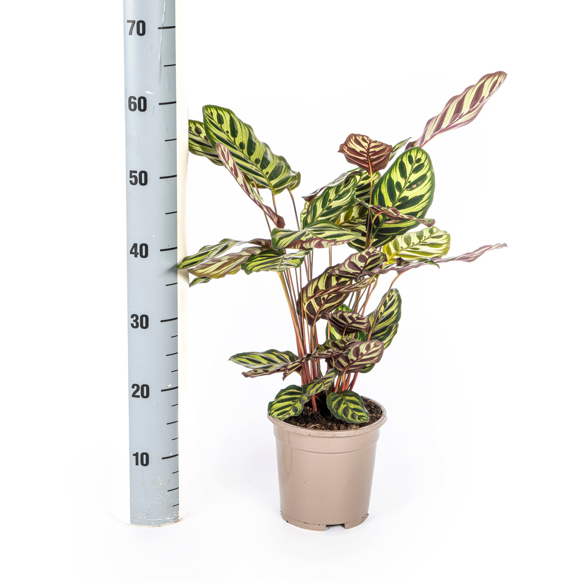 Calathea Makoyana, kenmerkend blad
