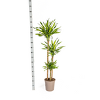 Dracaena Deremensis Rikki met mand, detail van het blad
