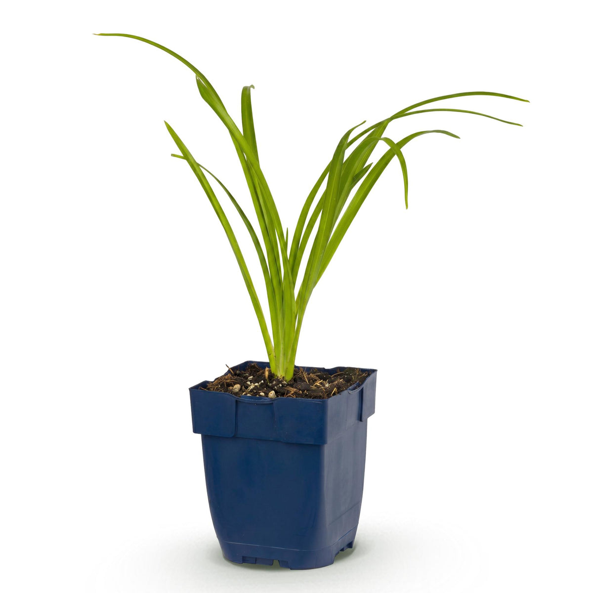 Daglelie Arctic Snow, met crème bloemen, decoratieve plant