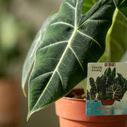 Olifantsoor (Alocasia Frydek)