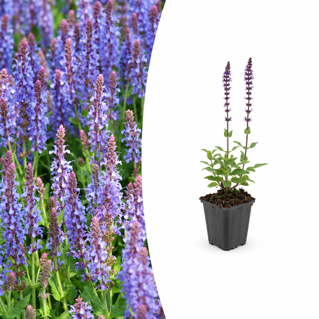 Salvia nem. 'Caradonna', plant in pot