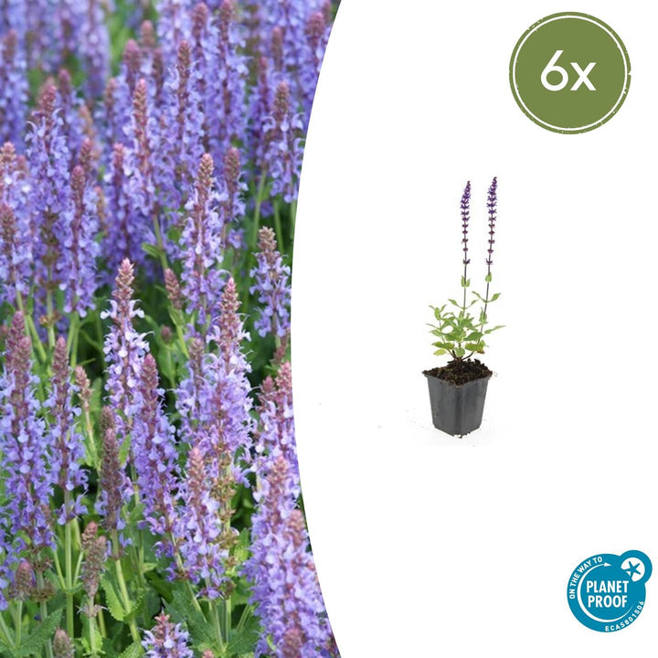 Salvia nem. &