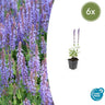 Salvia nem. 'Caradonna'